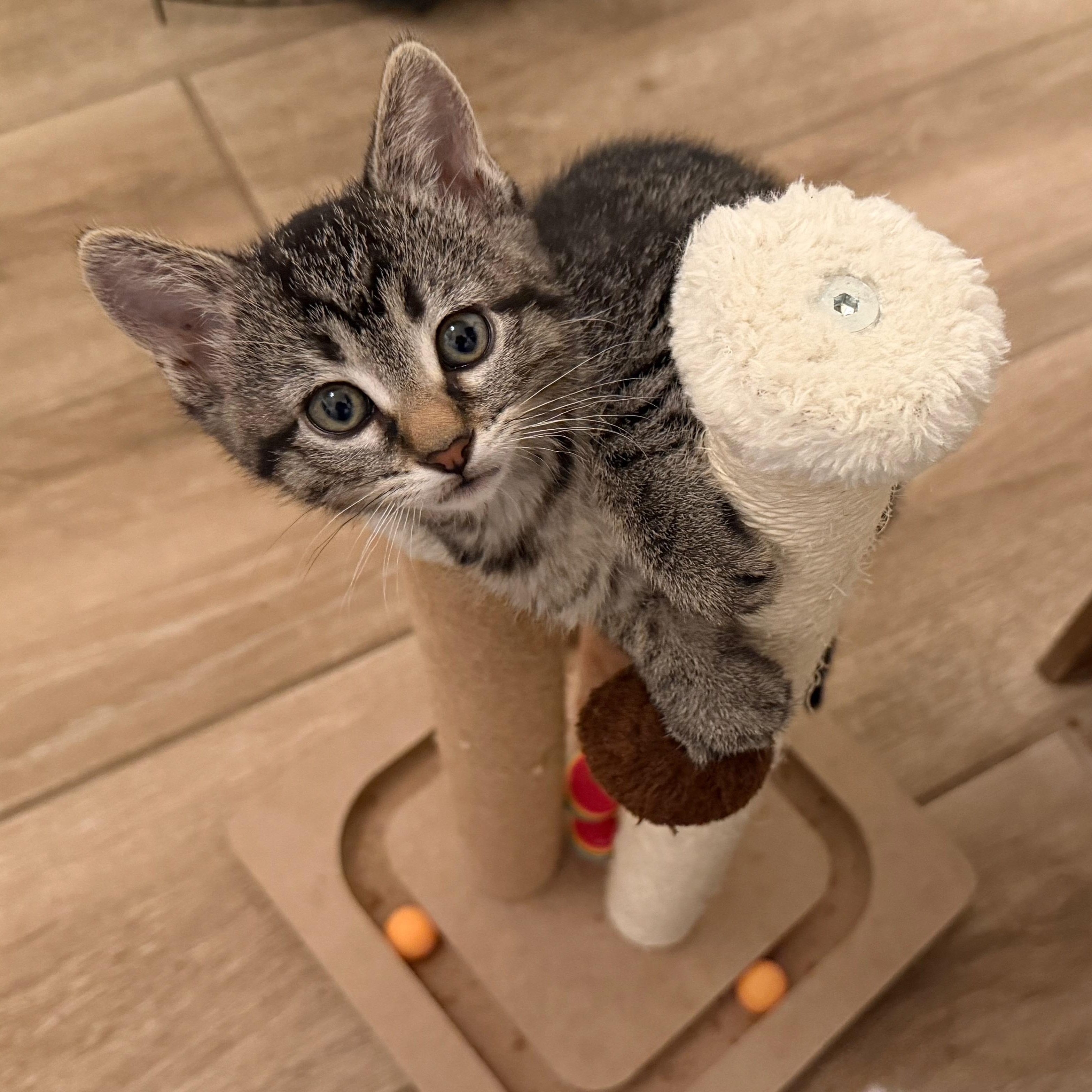 Enlarge Chucky Dentry, an adopted Domestic Short Hair in Denver, CO image 1/6