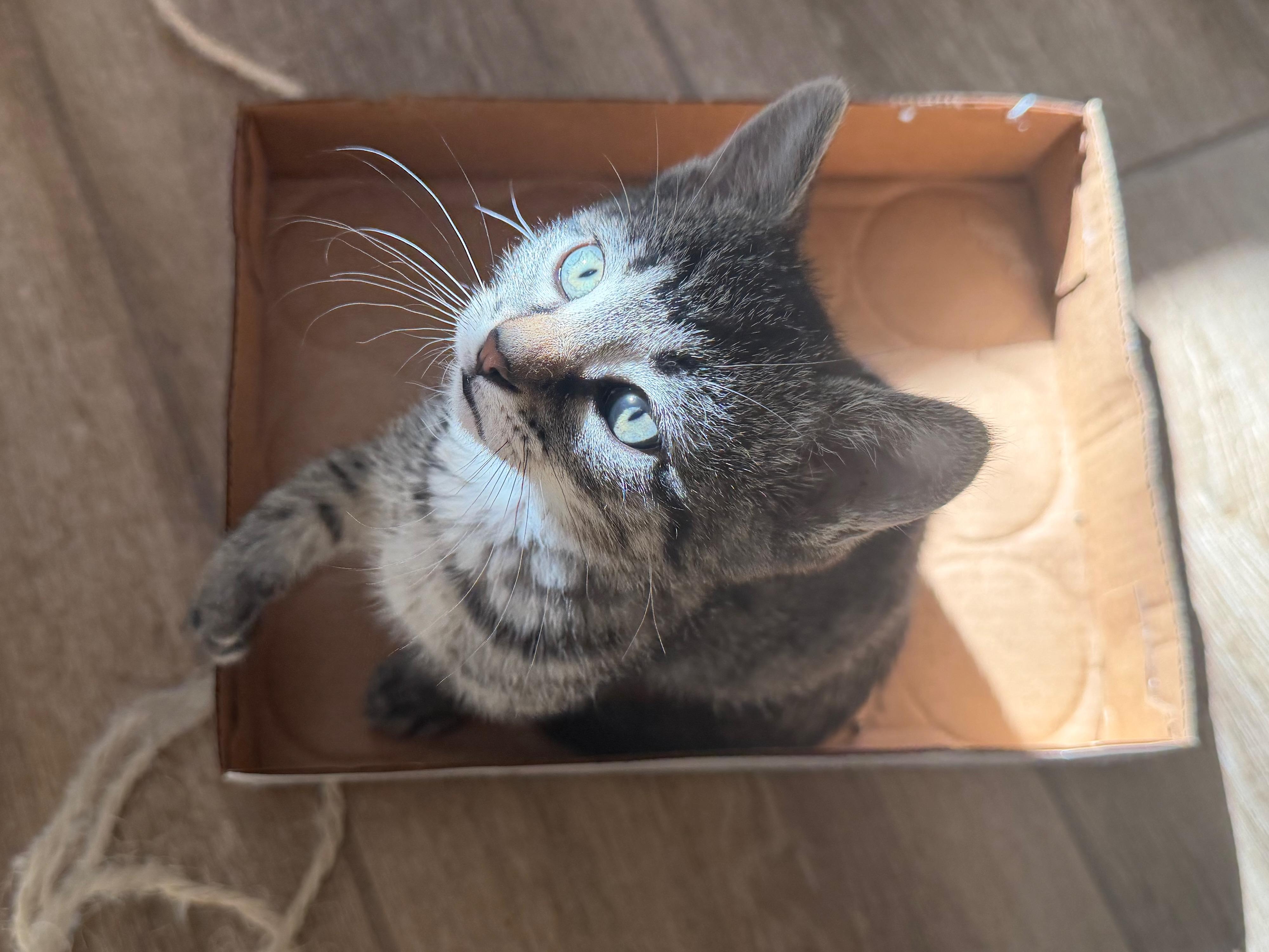 Enlarge Chucky Dentry, an adopted Domestic Short Hair in Denver, CO image 6/6