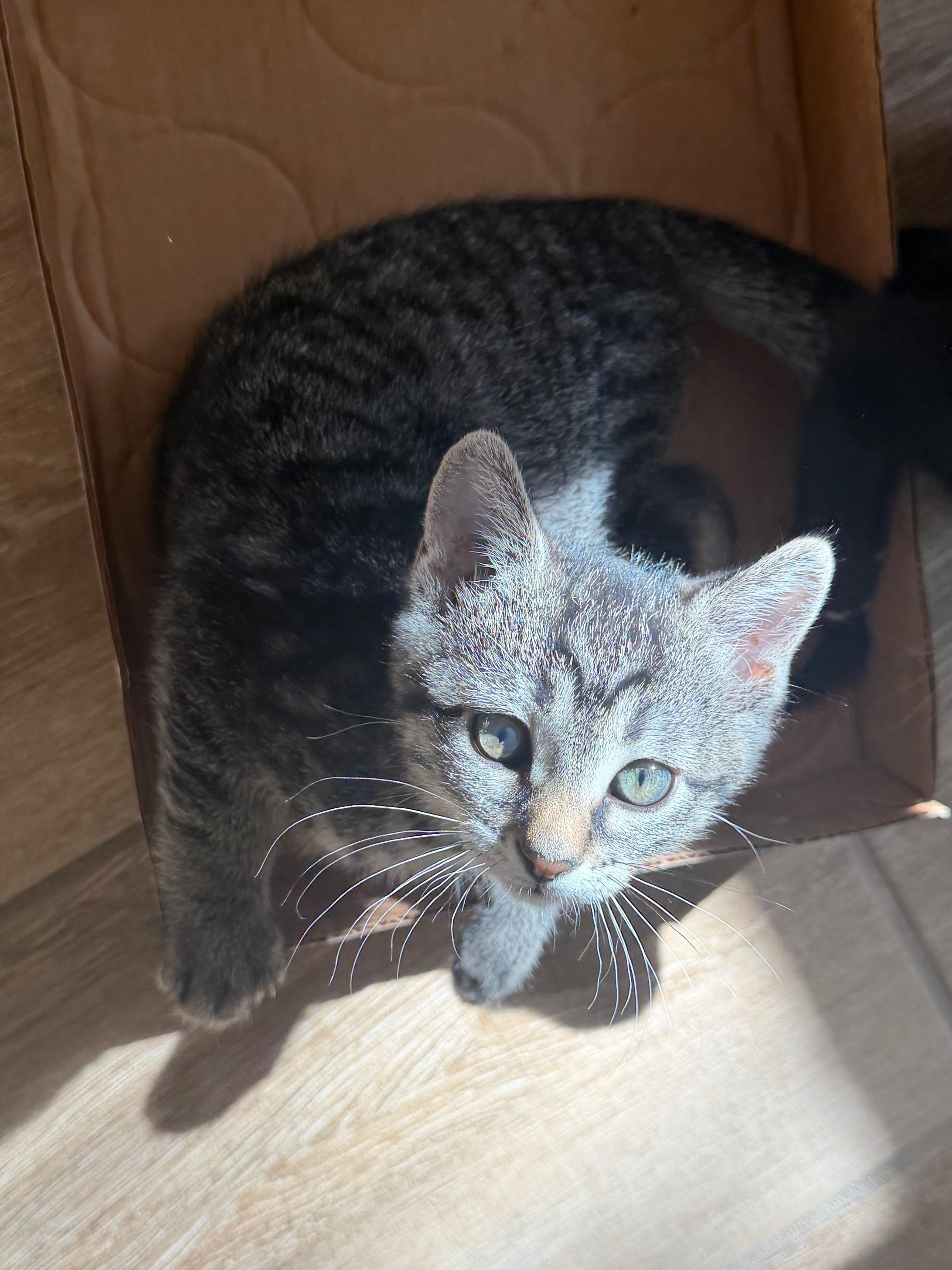Enlarge Chucky Dentry, an adopted Domestic Short Hair in Denver, CO image 4/6