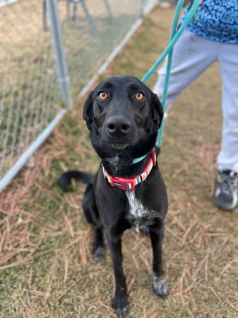 Enlarge Dolly, a ADOPTABLE mixed breed in Hamilton, MT image 3/5