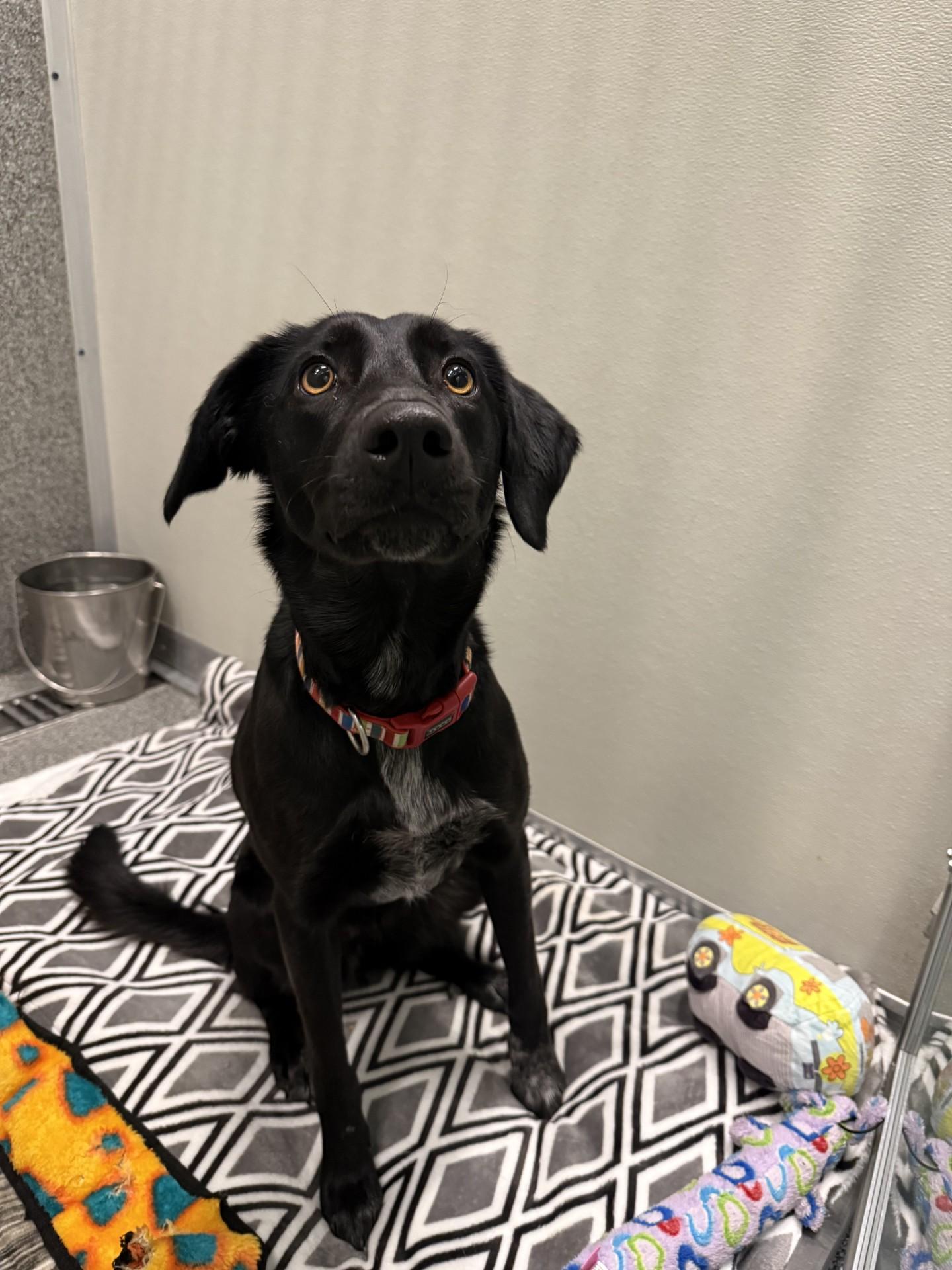 Enlarge Dolly, a ADOPTABLE mixed breed in Hamilton, MT image 1/5