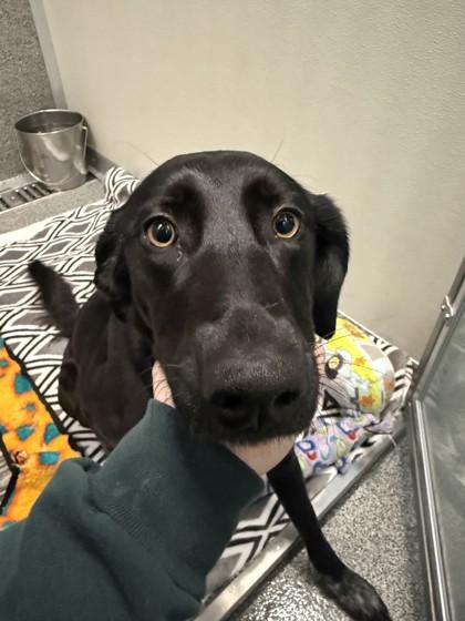 Enlarge Dolly, a ADOPTABLE mixed breed in Hamilton, MT image 2/5