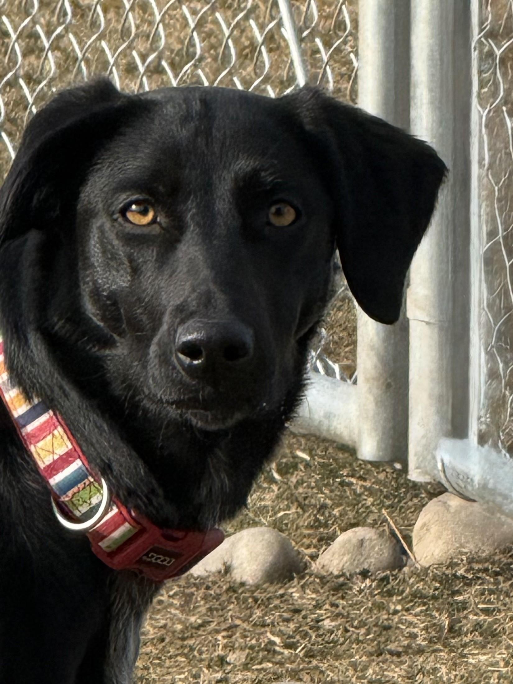 Enlarge Dolly, a ADOPTABLE mixed breed in Hamilton, MT image 4/5