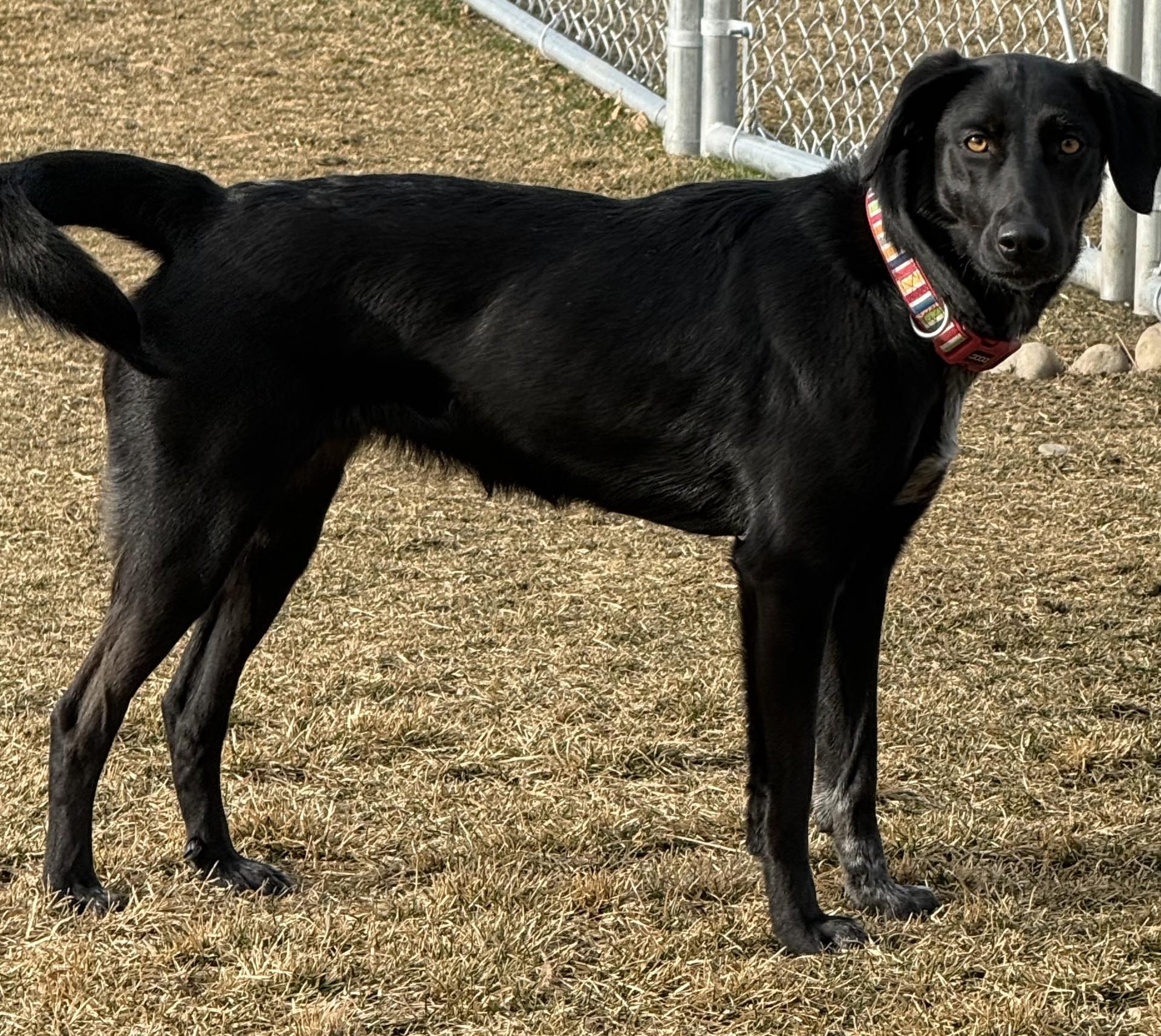 Enlarge Dolly, a ADOPTABLE mixed breed in Hamilton, MT image 5/5