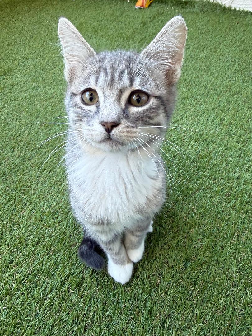 Enlarge Melchor, an adopted Domestic Short Hair in Oceanside, CA image 1/4