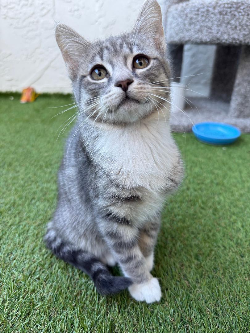 Enlarge Melchor, an adopted Domestic Short Hair in Oceanside, CA image 3/4