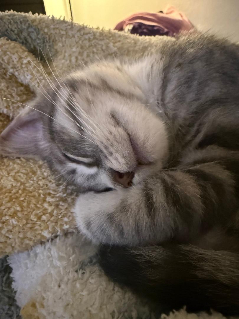 Enlarge Melchor, an adopted Domestic Short Hair in Oceanside, CA image 4/4