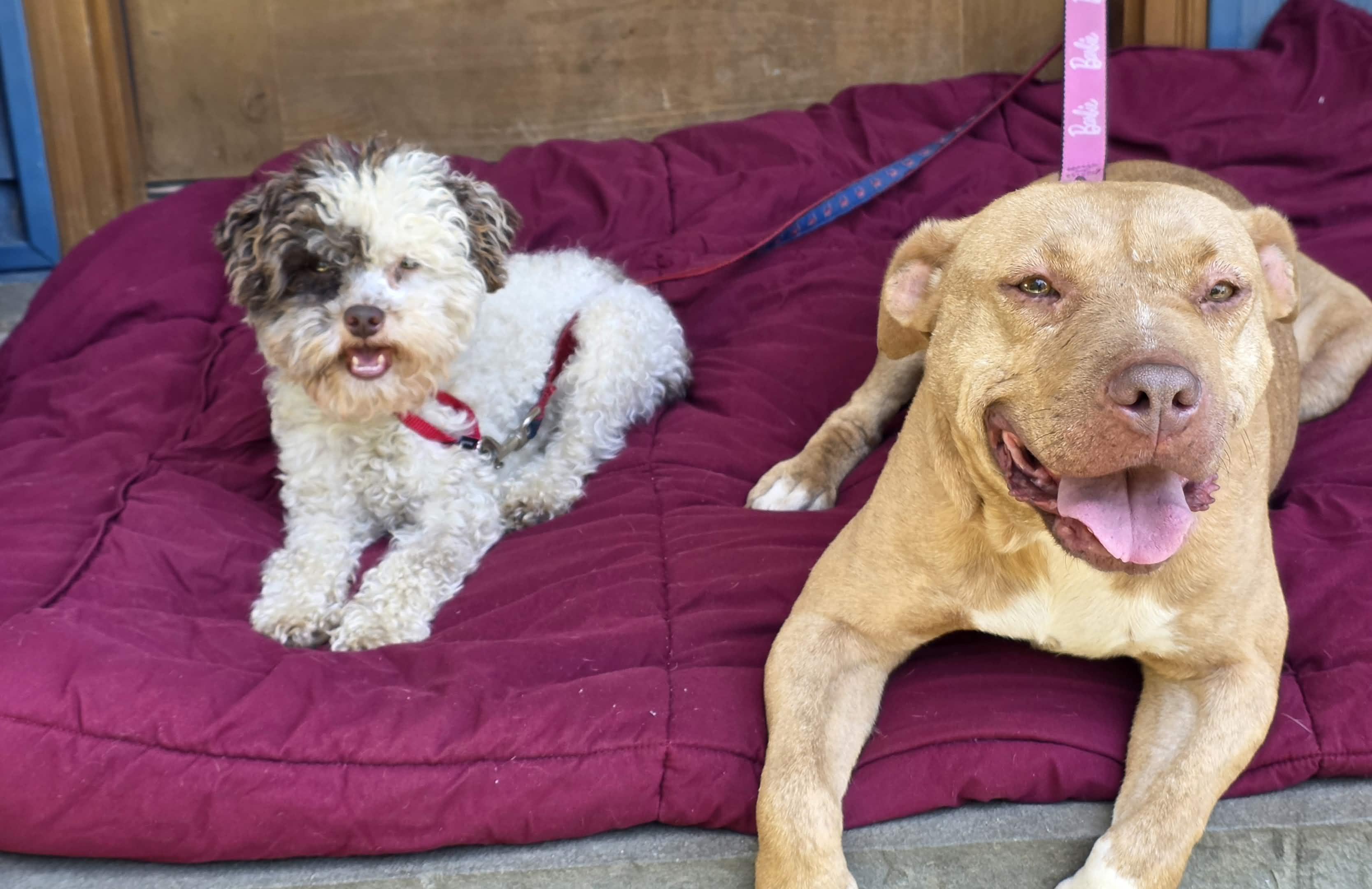 Bella & Tavi, Adoptable, Adult Male Poodle (Toy) & Shar-Pei.