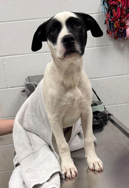 Enlarge Charlie Chaplin, a Adoptable mixed breed in Kansas City, MO image 1/2