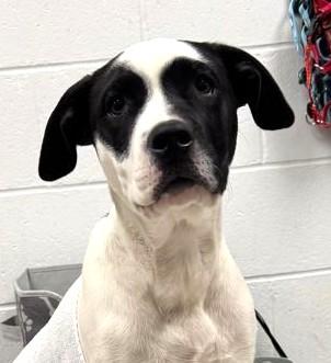 Enlarge Charlie Chaplin, a Adoptable mixed breed in Kansas City, MO image 2/2