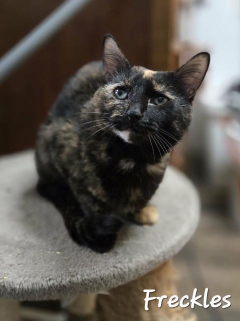 Freckles, ADOPTABLE, Young Female Domestic Short Hair.