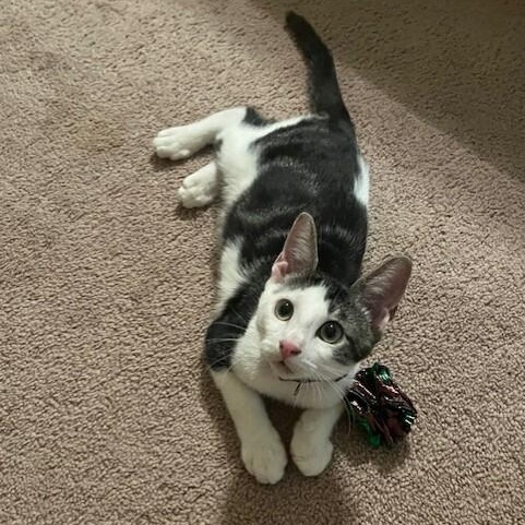 Hotrod — thumbnail 2