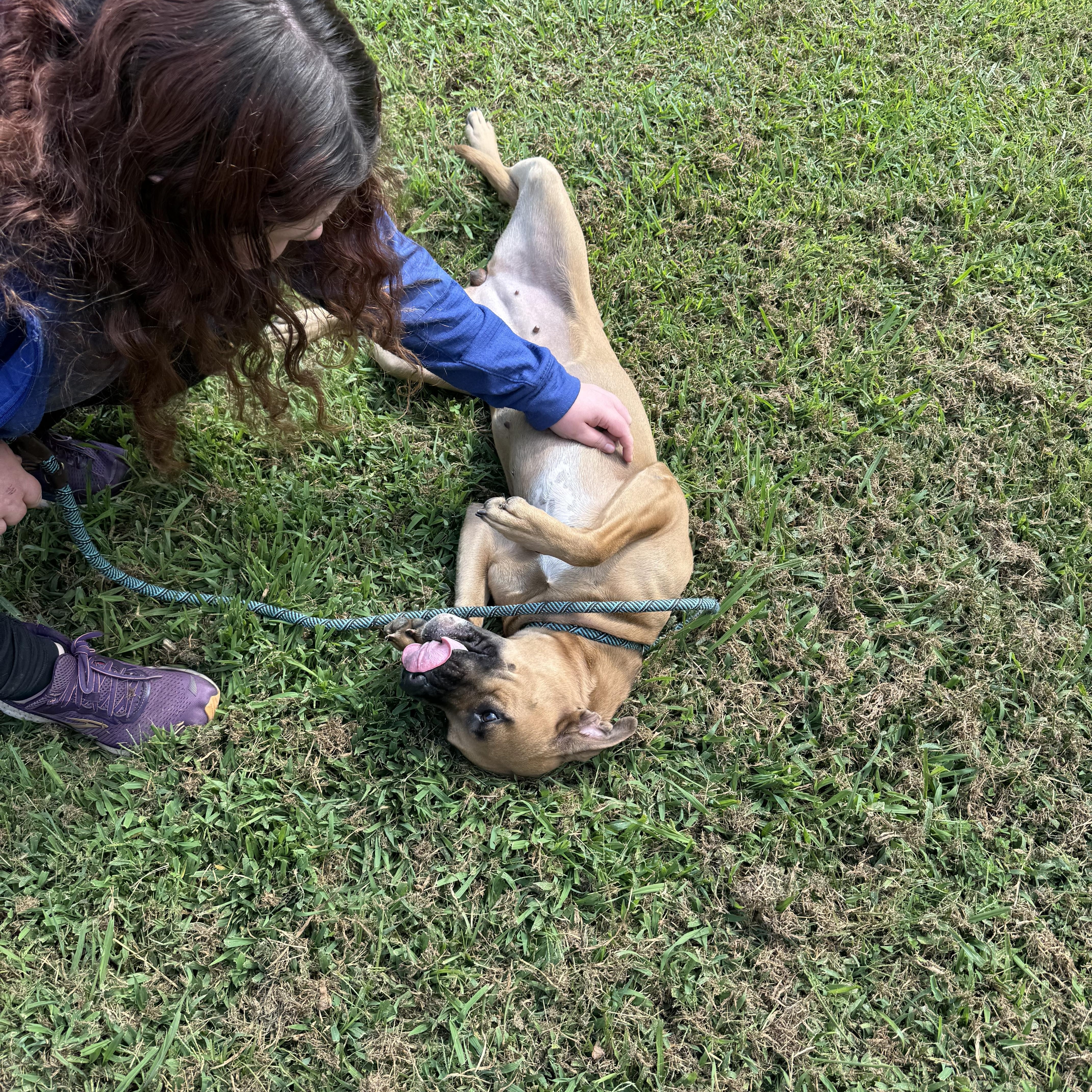 Enlarge Thelma, a Adoptable mixed breed in Grayson, GA image 2/4