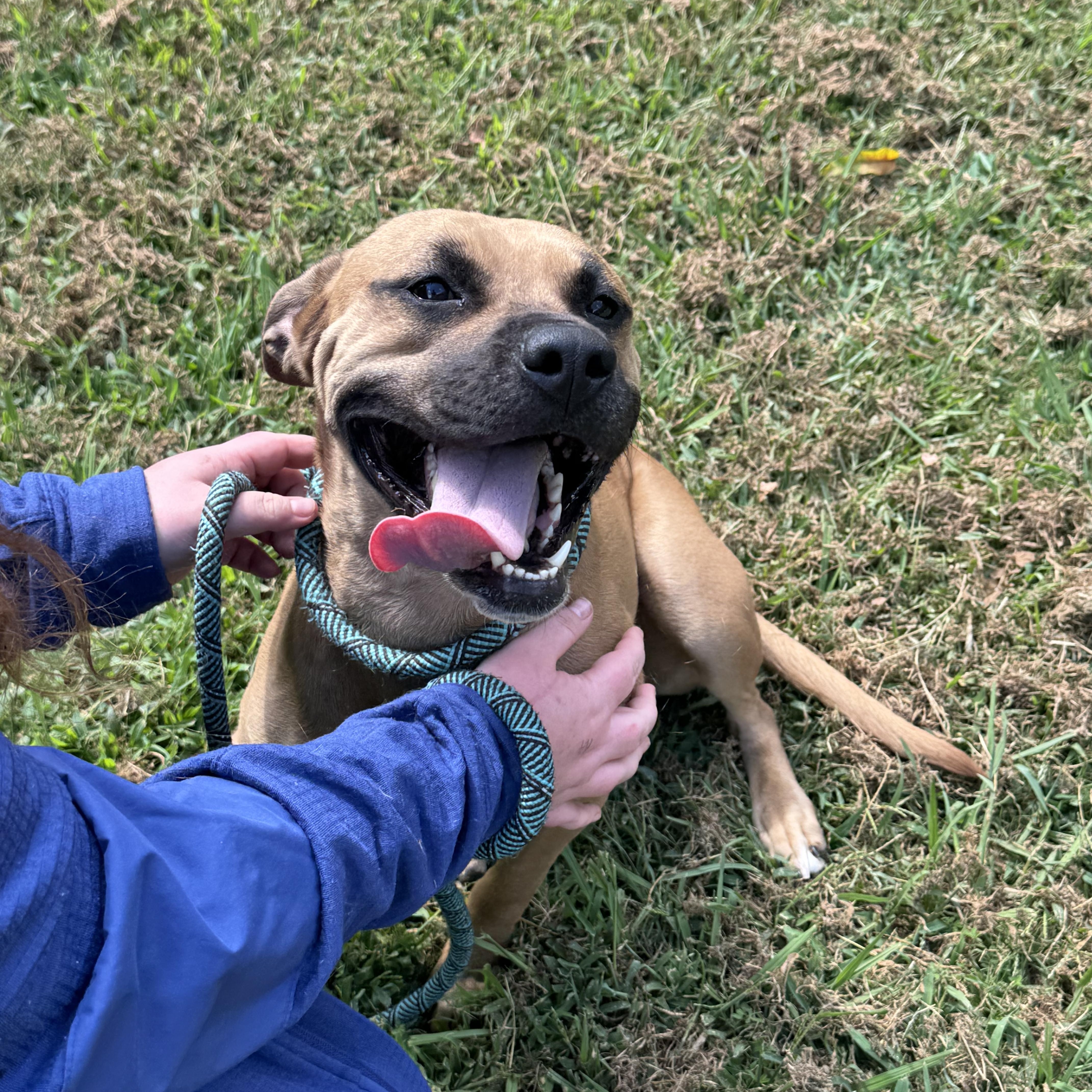 Enlarge Thelma, a Adoptable mixed breed in Grayson, GA image 4/4