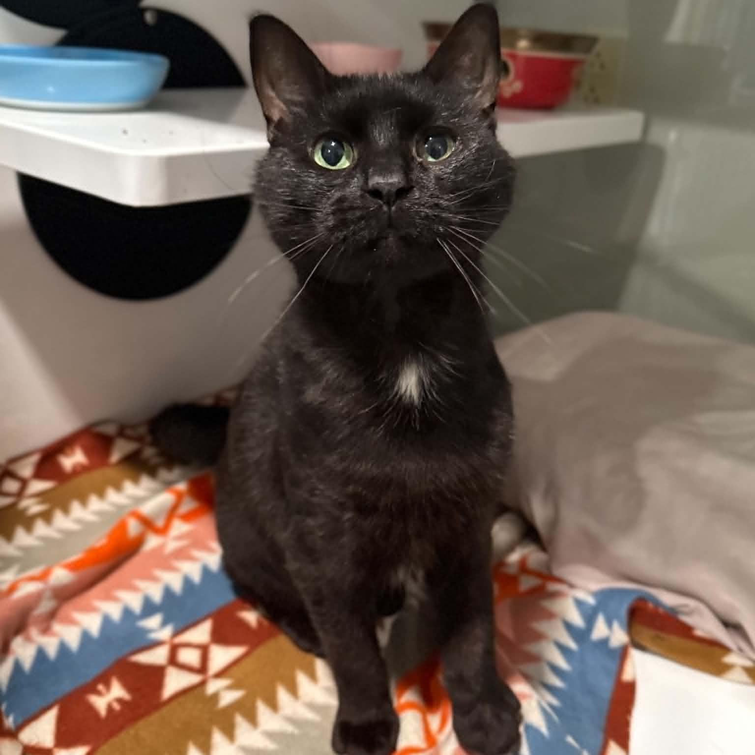Carrie, Adoptable, Adult Female Domestic Short Hair.