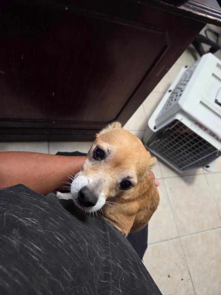 Enlarge Chester (L624 D8), a Adoptable mixed breed in Pahrump, NV image 1/1