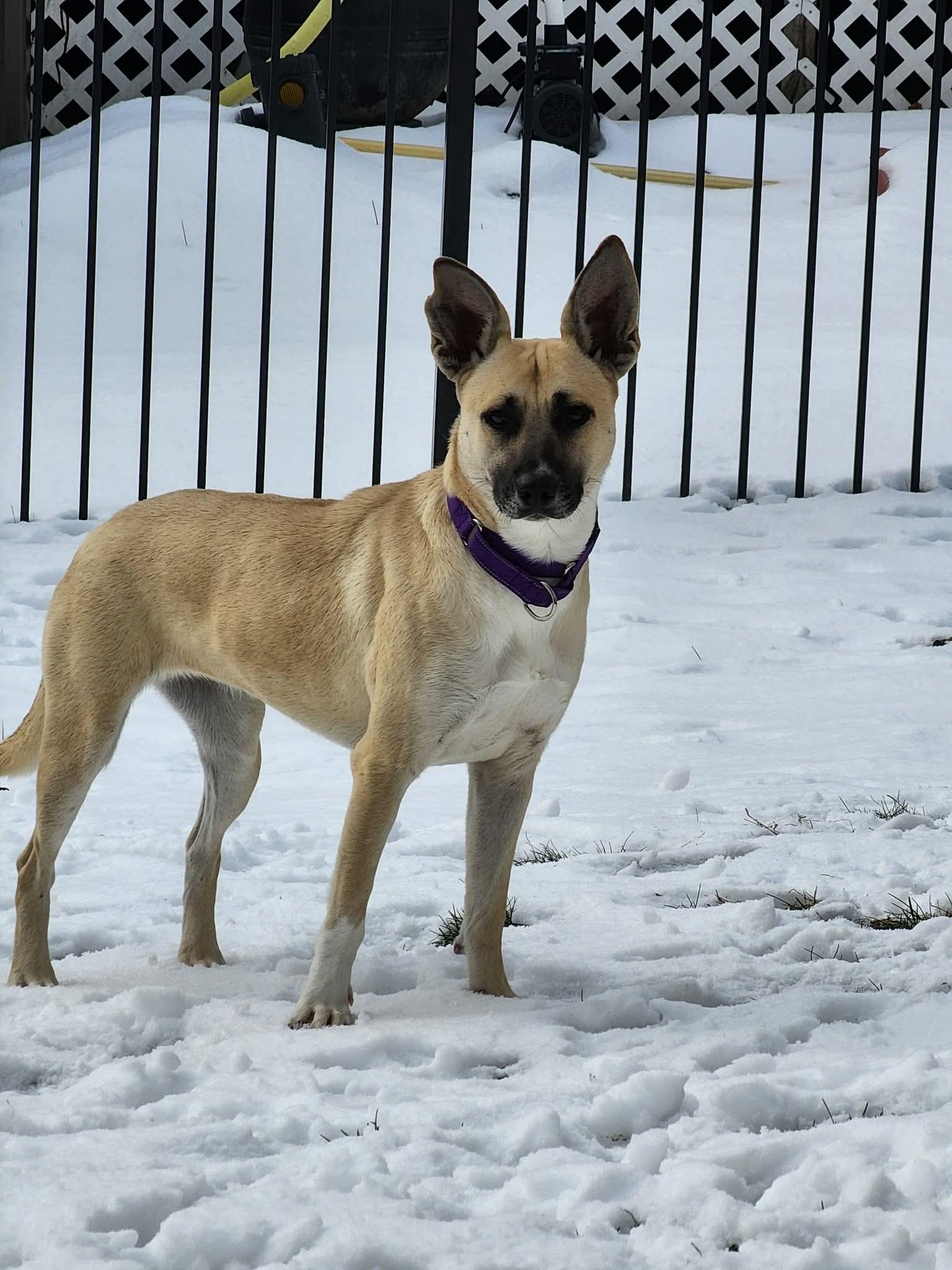 Enlarge Daisy, an adopted Mixed Breed in Highland, NY image 4/5