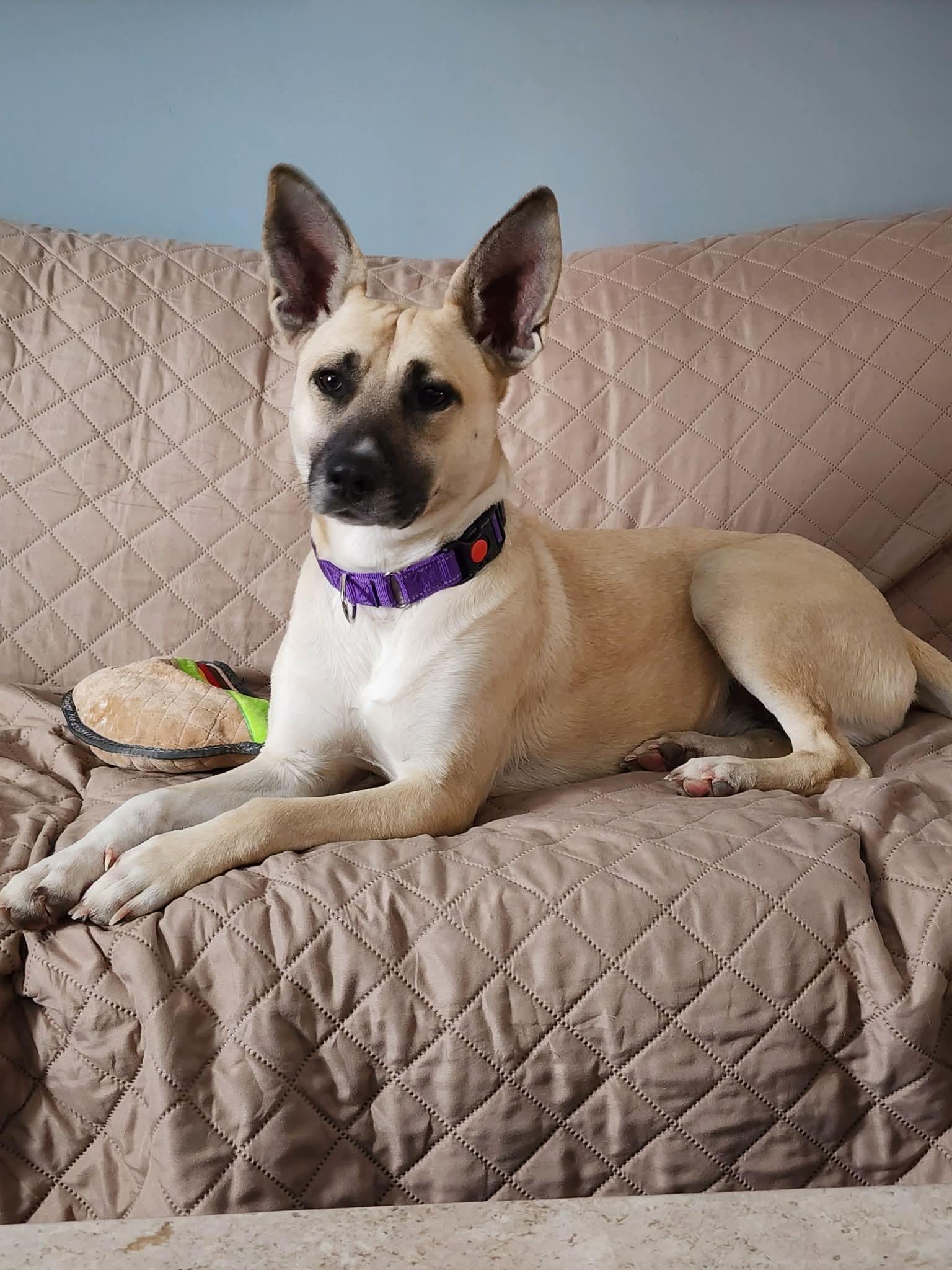 Enlarge Daisy, an adopted Mixed Breed in Highland, NY image 1/5