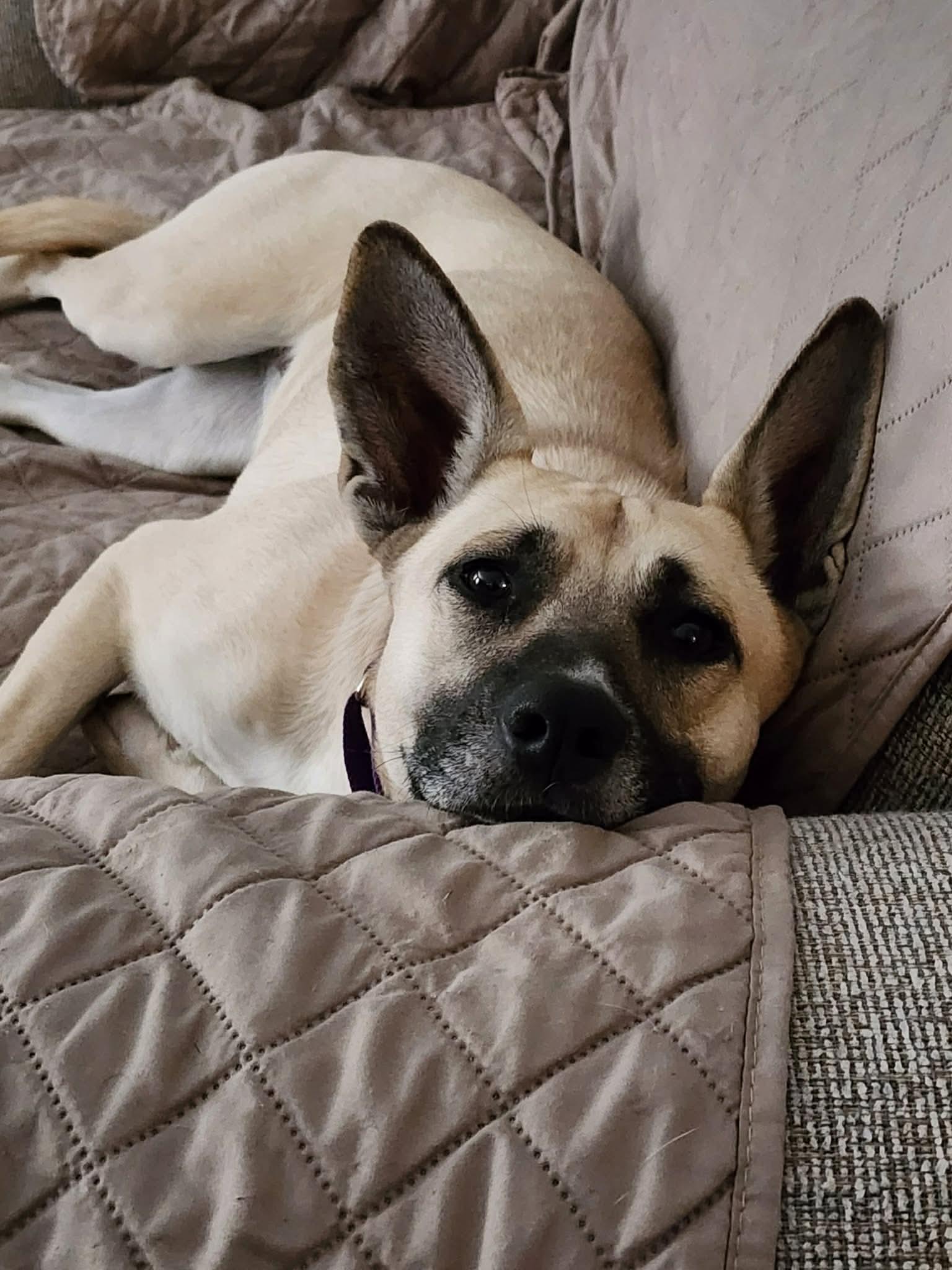 Enlarge Daisy, an adopted Mixed Breed in Highland, NY image 5/5