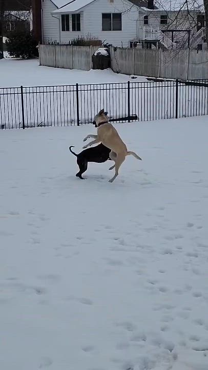 Enlarge Daisy, an adopted Mixed Breed in Highland, NY video 2/5