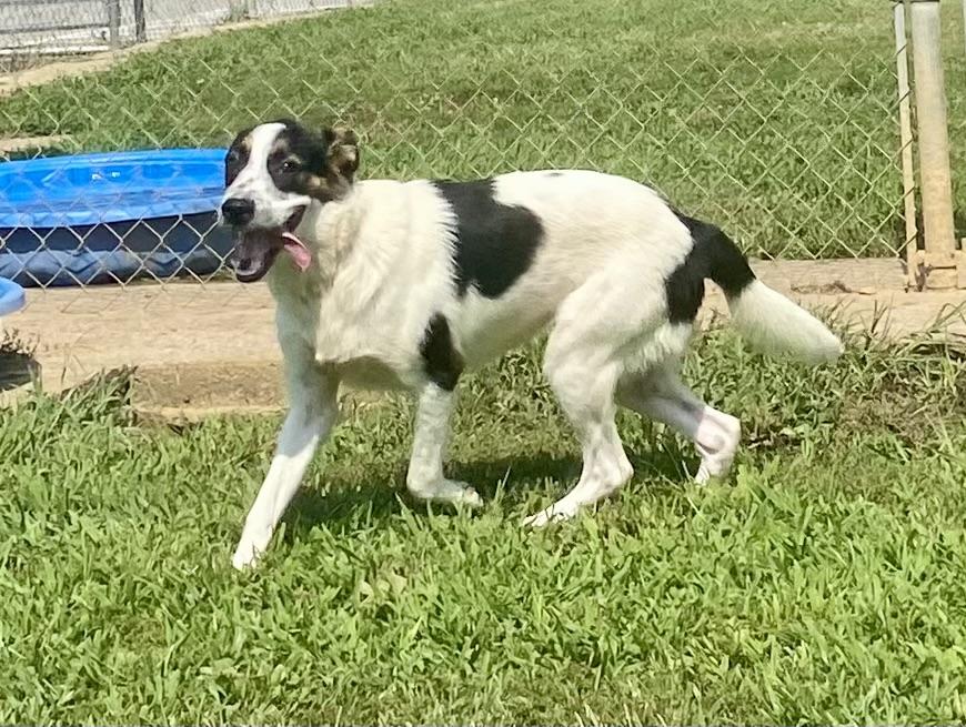 Shane, a ADOPTABLE mixed breed in Glasgow, KY image 2/2