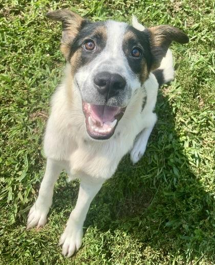 Shane, a ADOPTABLE mixed breed in Glasgow, KY image 1/2
