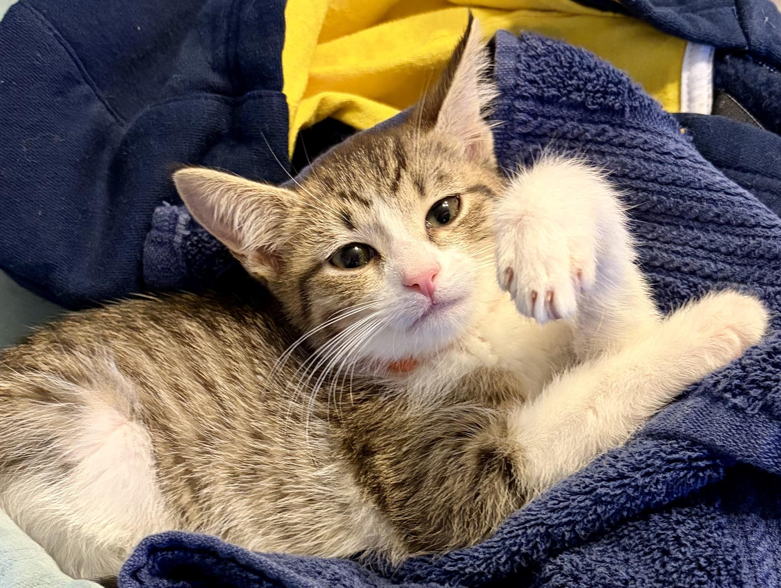 Enlarge Zappa, a Adoptable Domestic Short Hair in Houghton Lake, MI image 2/3