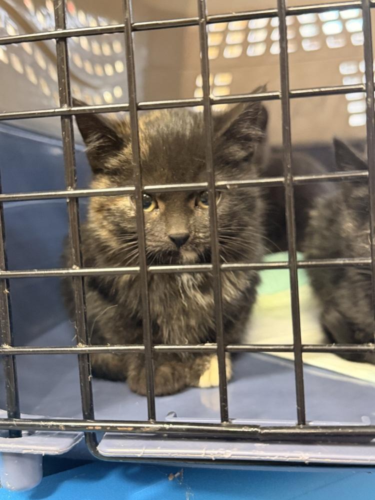 **Cat Cafe** Opal, Adoptable, Kitten Female Domestic Short Hair.