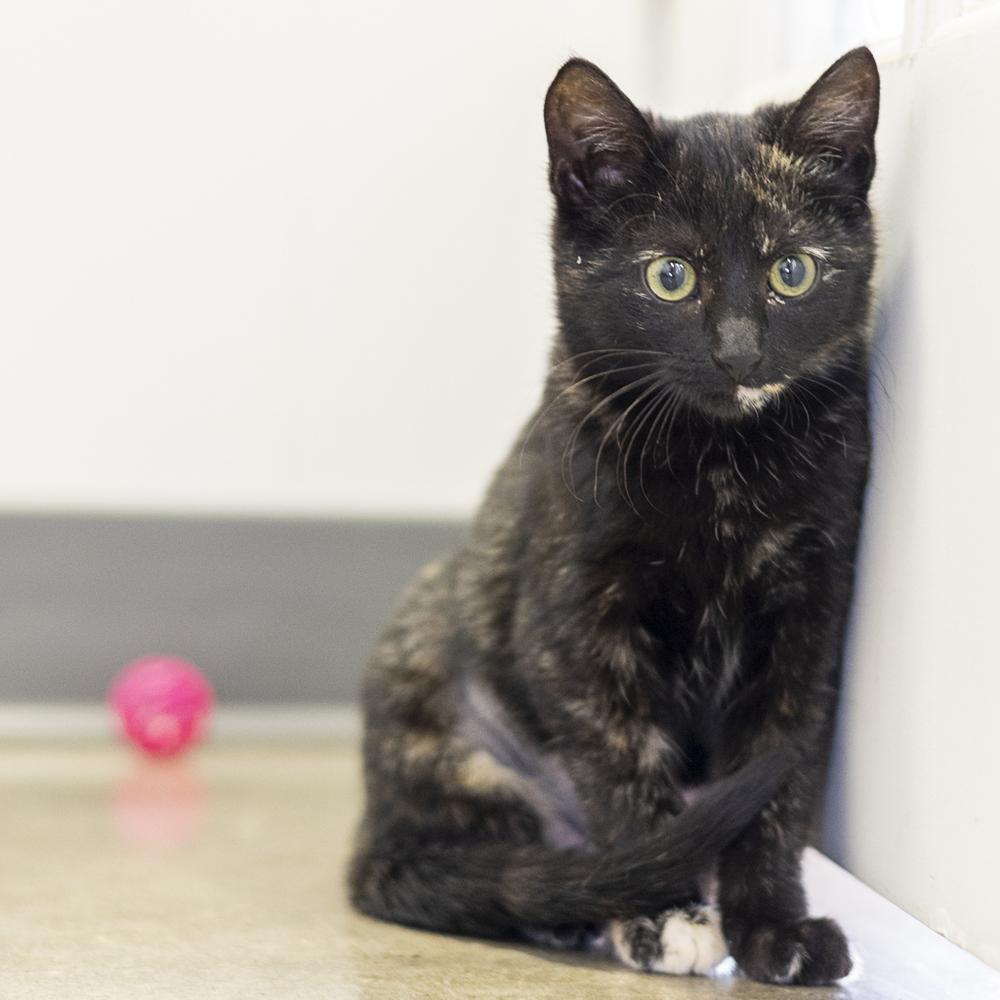 **Cat Cafe** Opal, a Adoptable Domestic Short Hair in Topeka, KS image 2/2