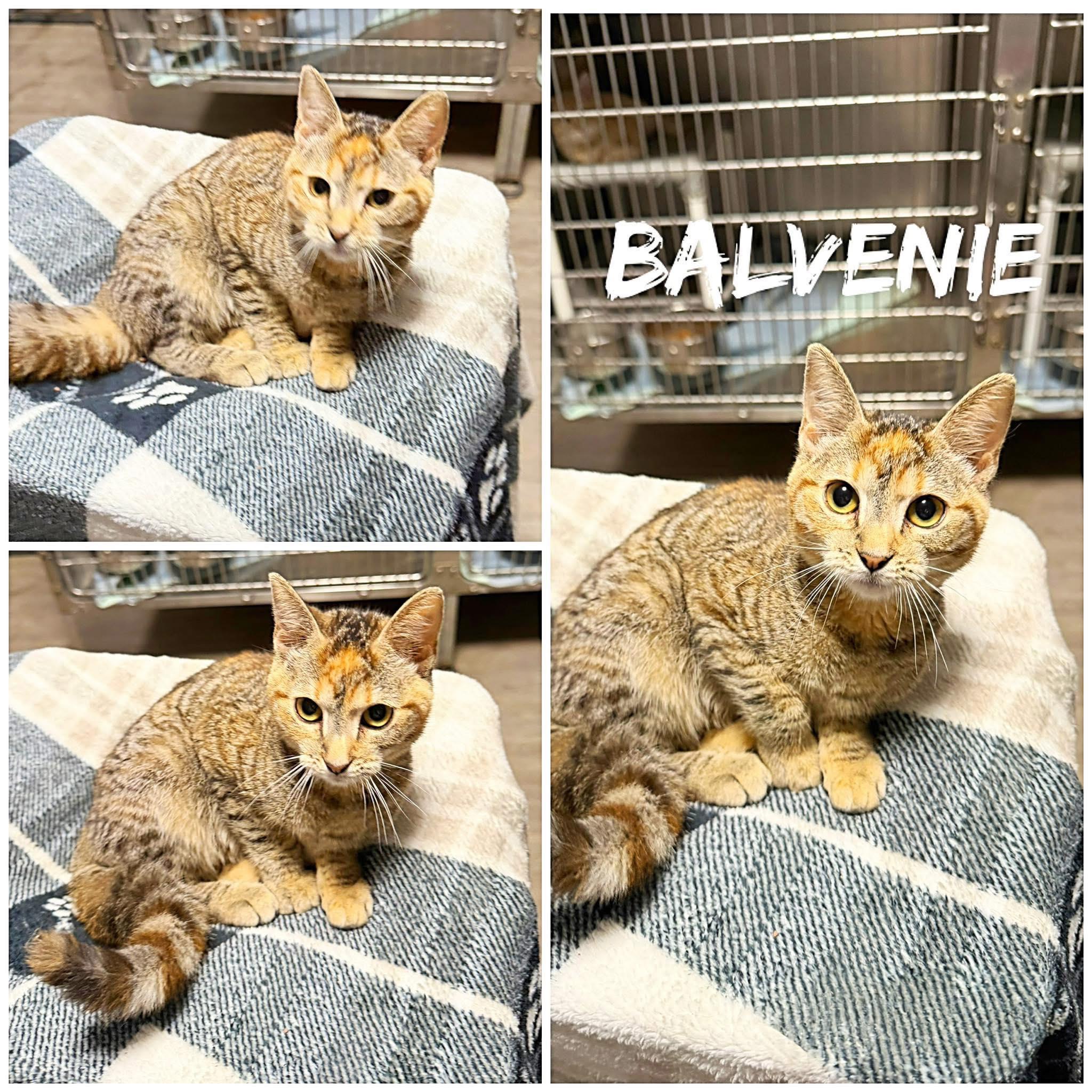 Enlarge Balvenie, an adopted Domestic Short Hair in Saint James, MO image 1/1