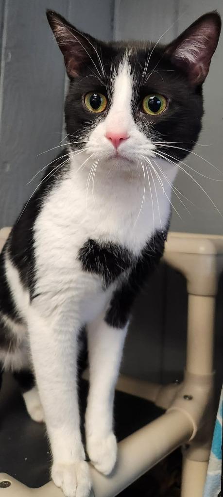 Enlarge Pablo, a Adoptable mixed breed in Warren, MI image 2/6