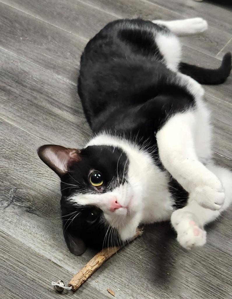 Enlarge Pablo, a Adoptable mixed breed in Warren, MI image 1/6