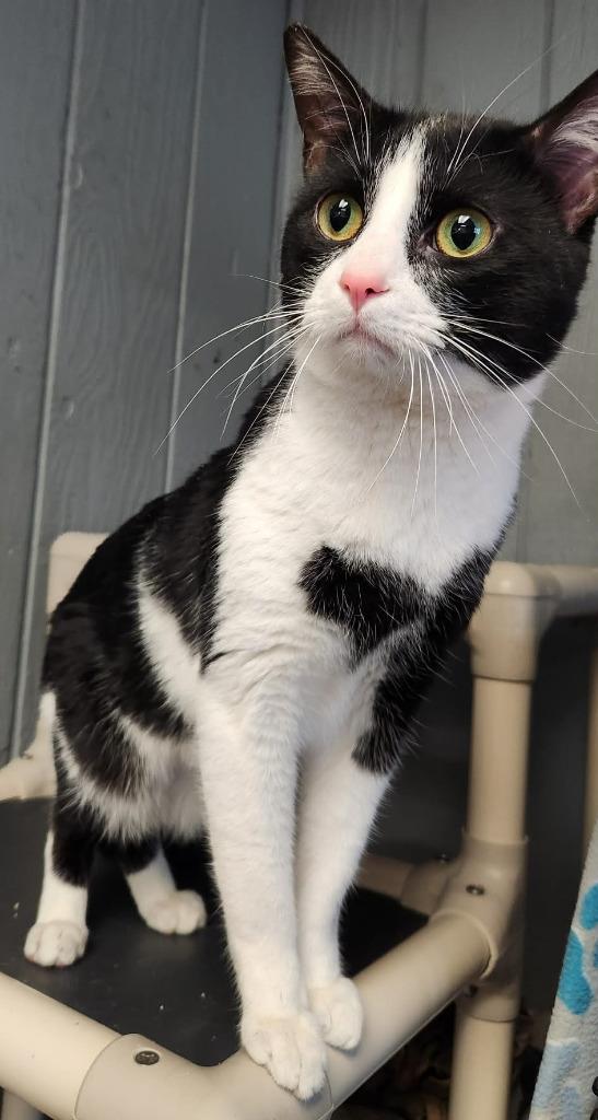 Enlarge Pablo, a Adoptable mixed breed in Warren, MI image 3/6