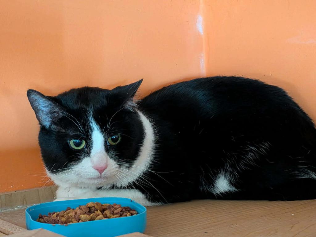 Enlarge Pablo, a Adoptable mixed breed in Warren, MI image 4/6