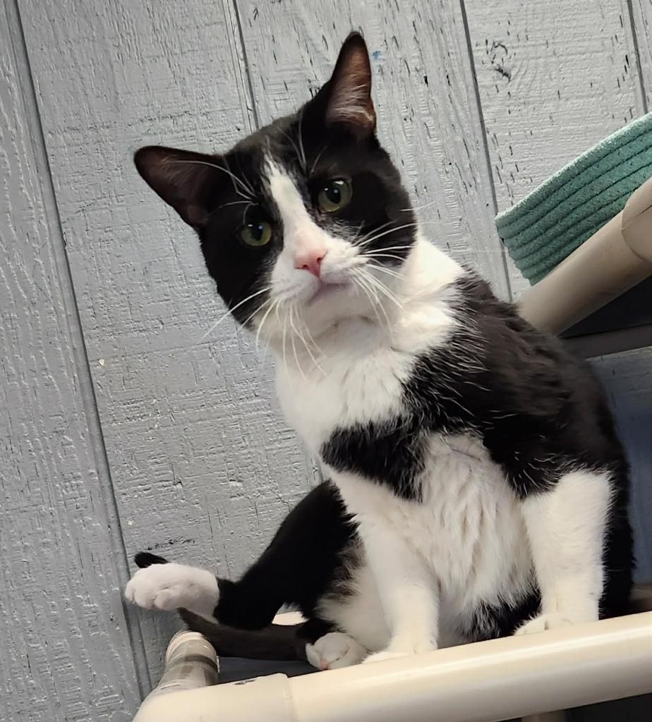 Enlarge Pablo, a Adoptable mixed breed in Warren, MI image 5/6