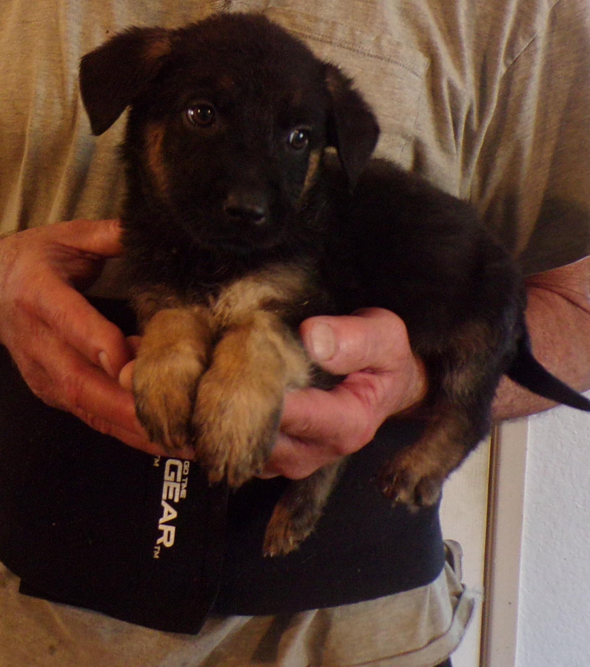 Enlarge SHELLY, a ADOPTABLE mixed breed in Corona, CA image 2/3