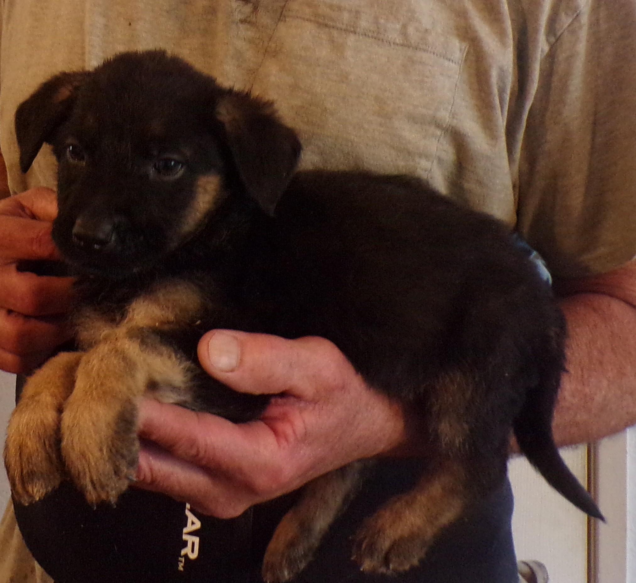 Enlarge SHELLY, a ADOPTABLE mixed breed in Corona, CA image 1/3