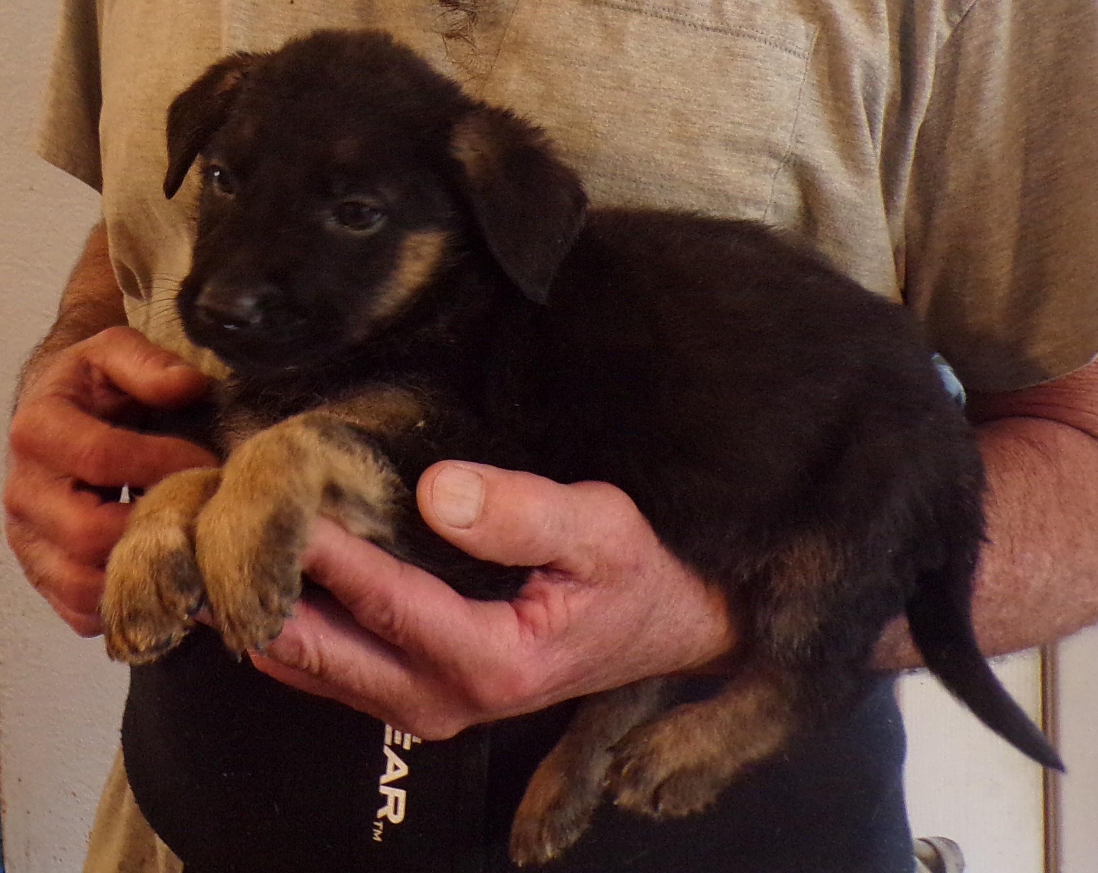 Enlarge SHELLY, a ADOPTABLE mixed breed in Corona, CA image 3/3