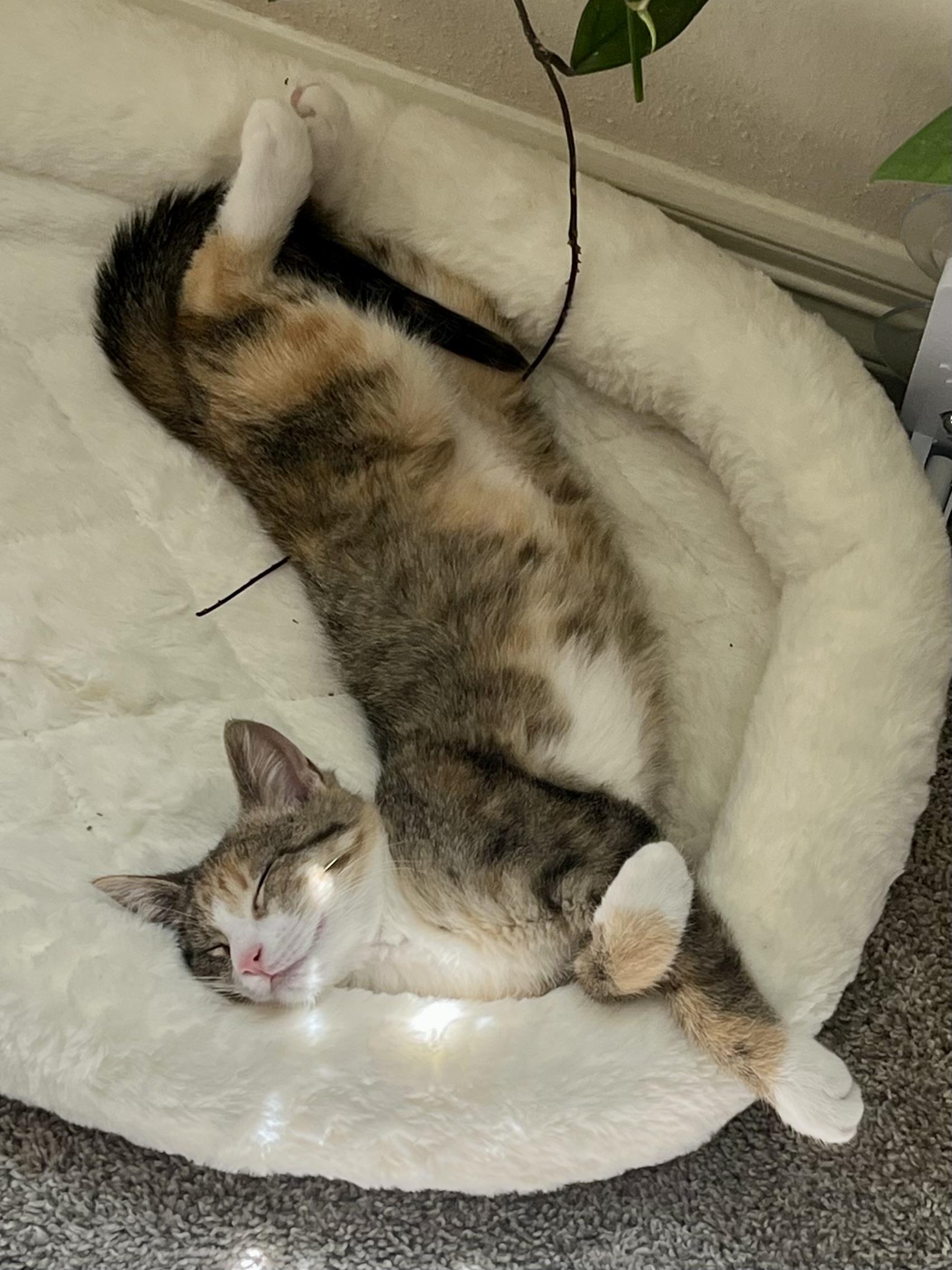 Enlarge Duckie (the cuddly copycat), a Adoptable Domestic Short Hair in Houston, TX image 2/4