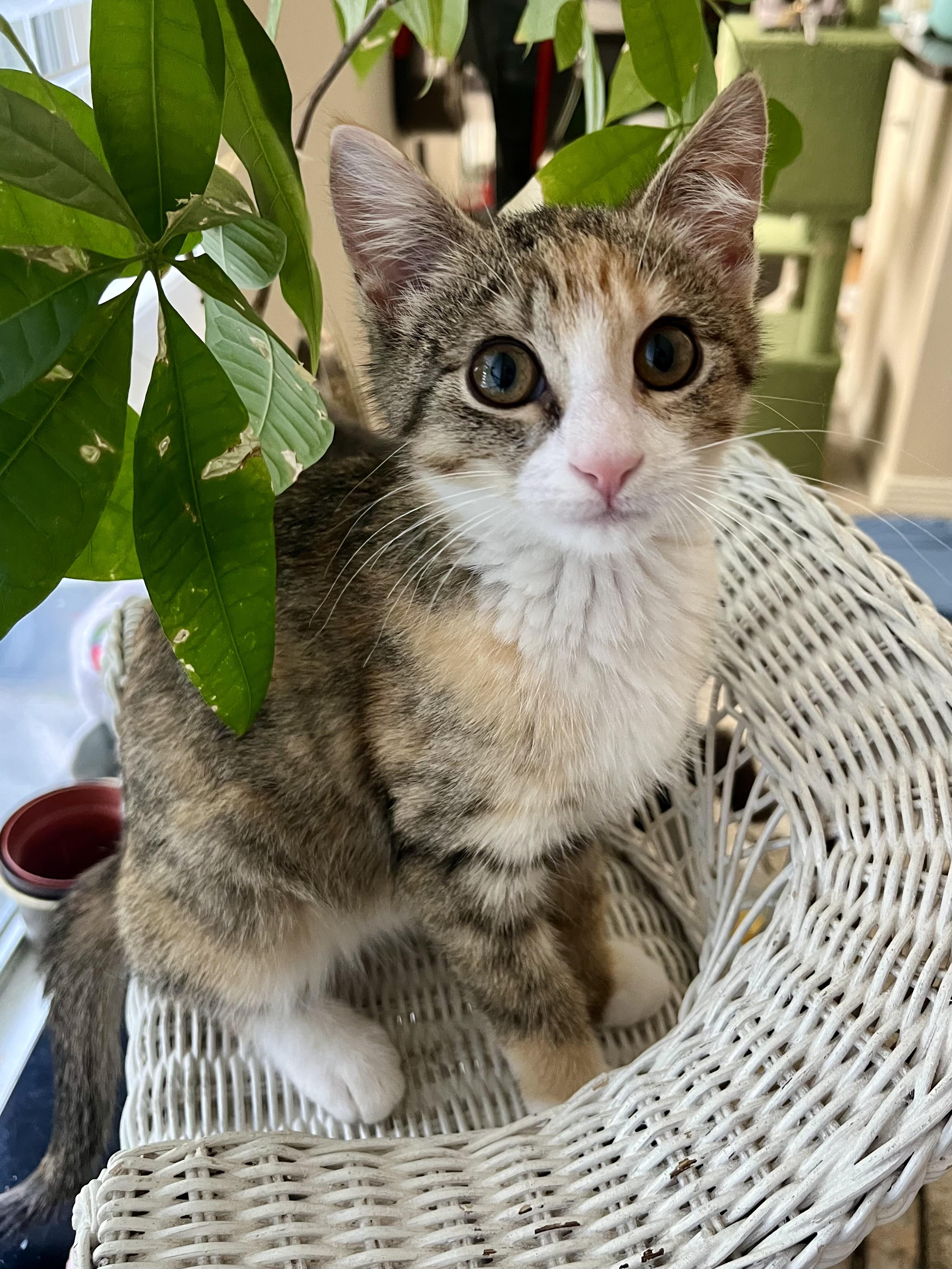 Duckie (the cuddly copycat), Adoptable, Kitten Female Domestic Short Hair.