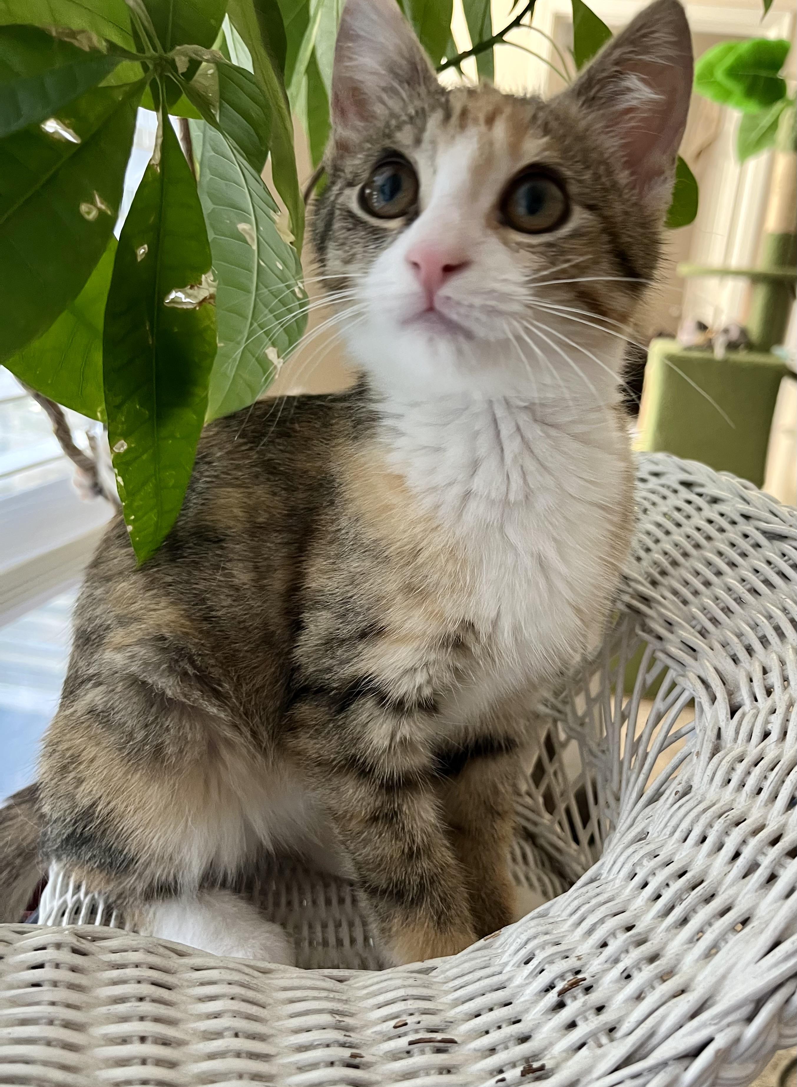 Enlarge Duckie (the cuddly copycat), a Adoptable Domestic Short Hair in Houston, TX image 3/4