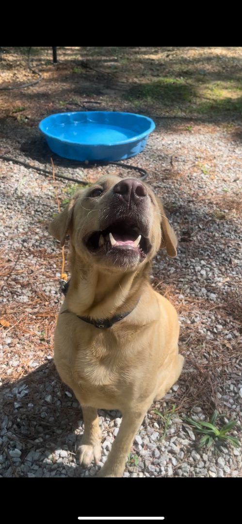 Enlarge Remi, a Adopted Yellow Labrador Retriever in Baldwyn, MS image 1/8