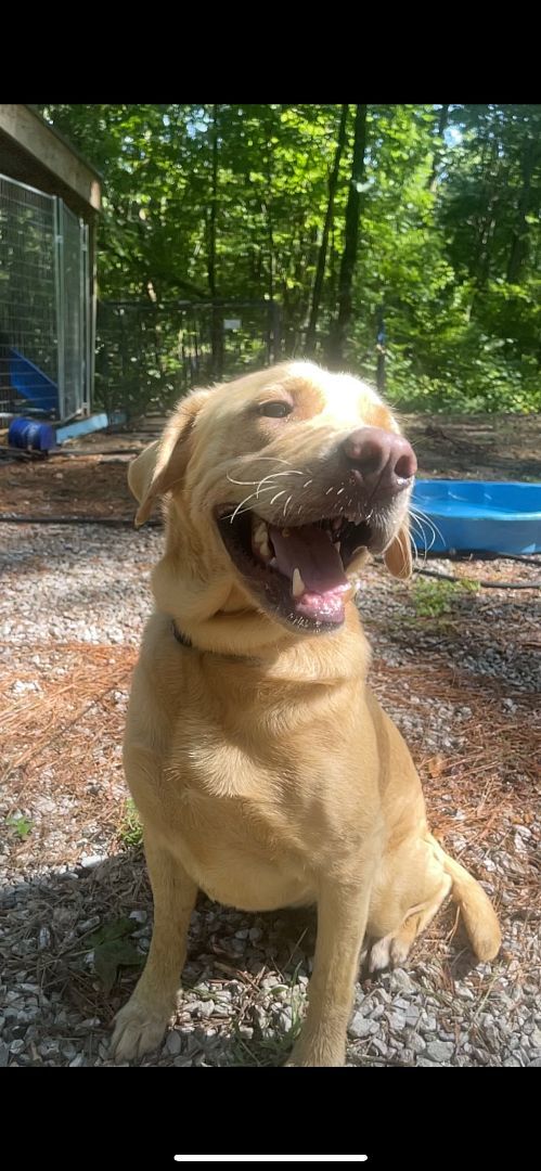 Enlarge Remi, a Adopted Yellow Labrador Retriever in Baldwyn, MS image 2/8