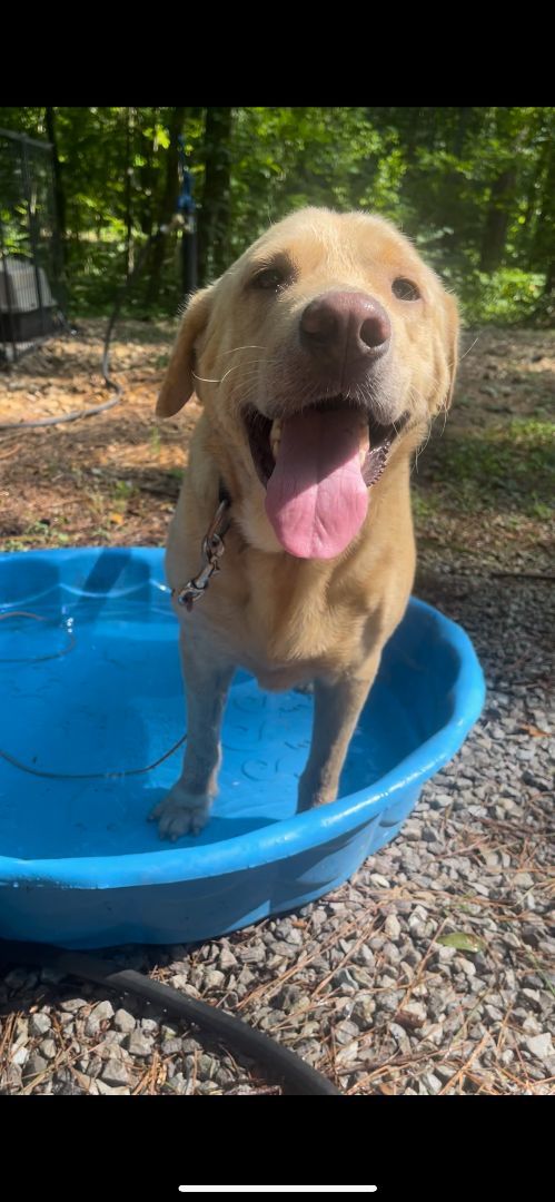 Enlarge Remi, a Adopted Yellow Labrador Retriever in Baldwyn, MS image 3/8