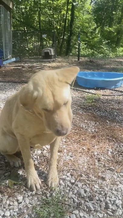 Enlarge Remi, a Adopted Yellow Labrador Retriever in Baldwyn, MS video 8/8