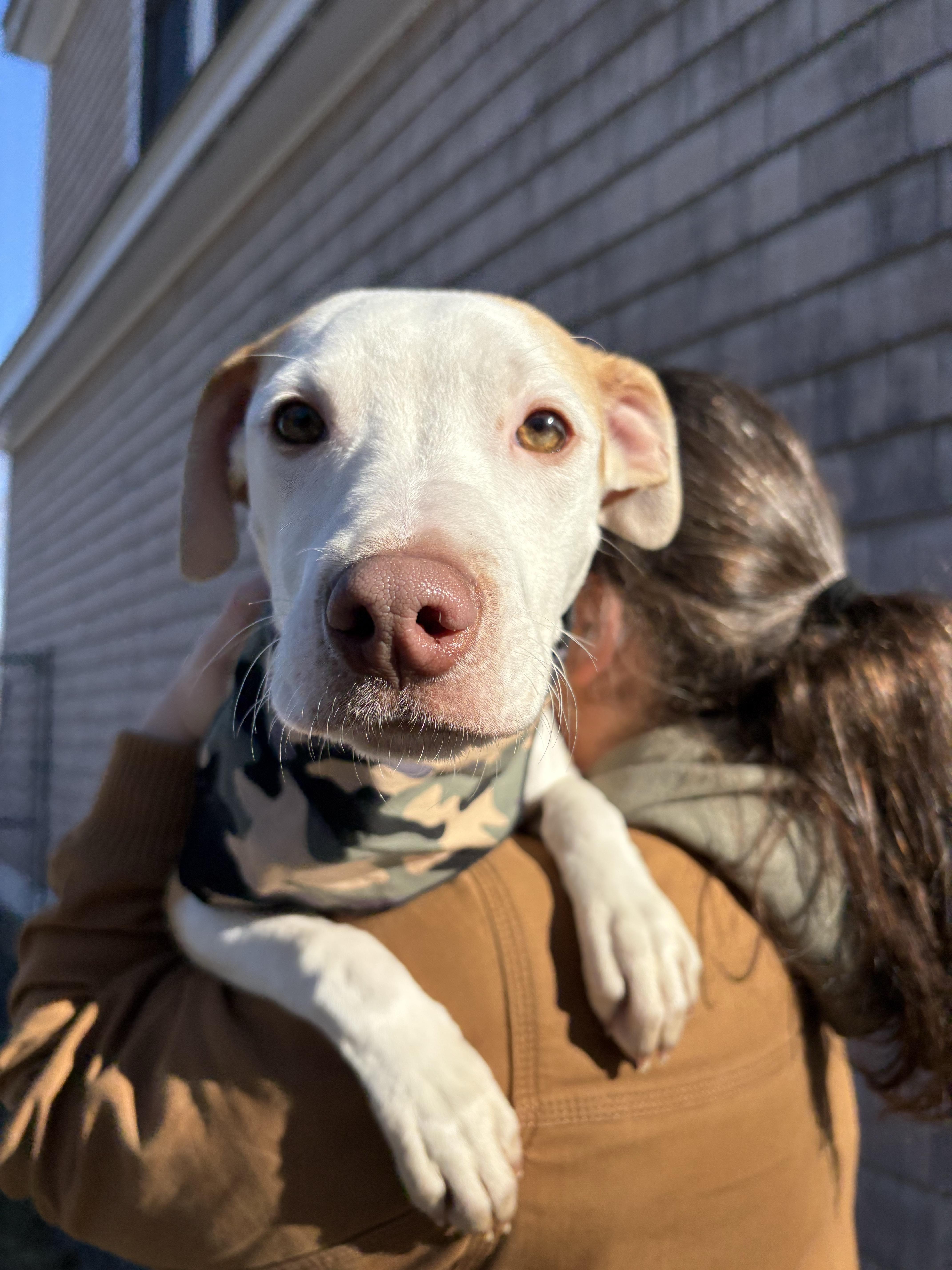 Enlarge Shadow, a ADOPTABLE mixed breed in New Boston, NH image 4/6
