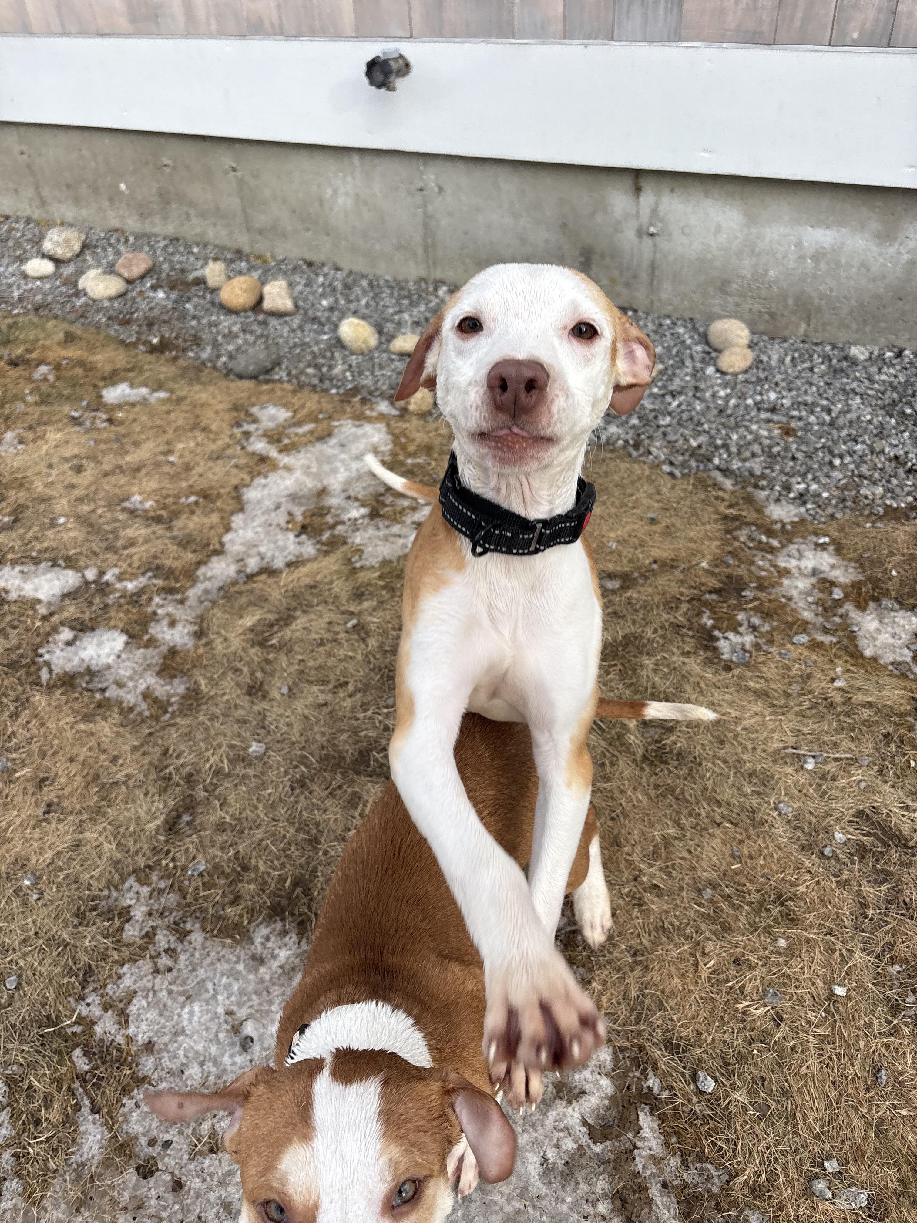 Enlarge Shadow, a ADOPTABLE mixed breed in New Boston, NH image 2/6