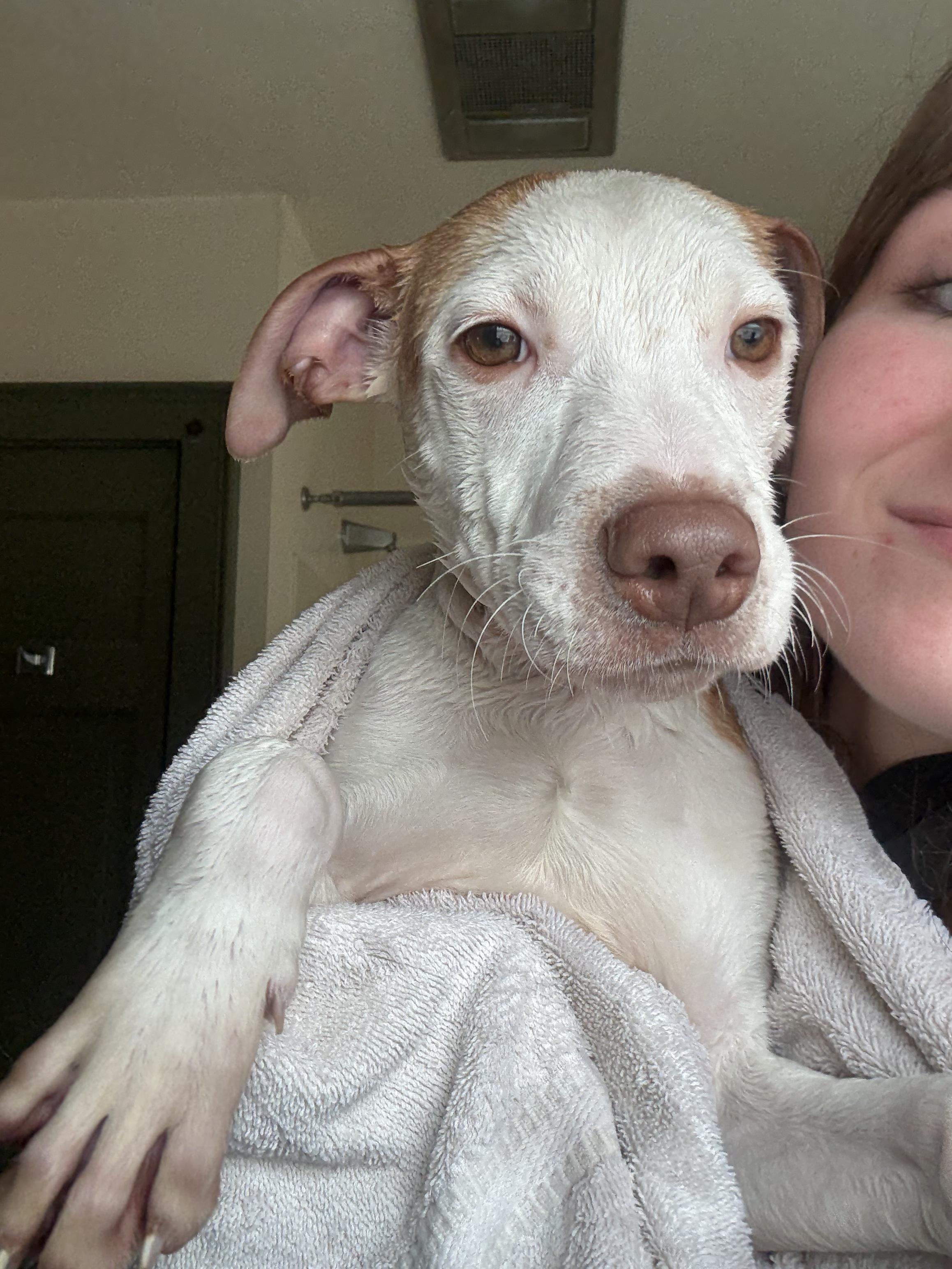 Enlarge Shadow, a ADOPTABLE mixed breed in New Boston, NH image 3/6