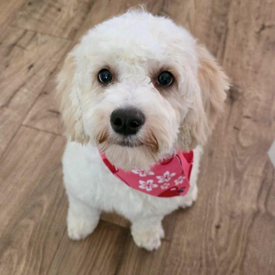 Honey, ADOPTABLE, Young Female Poodle.