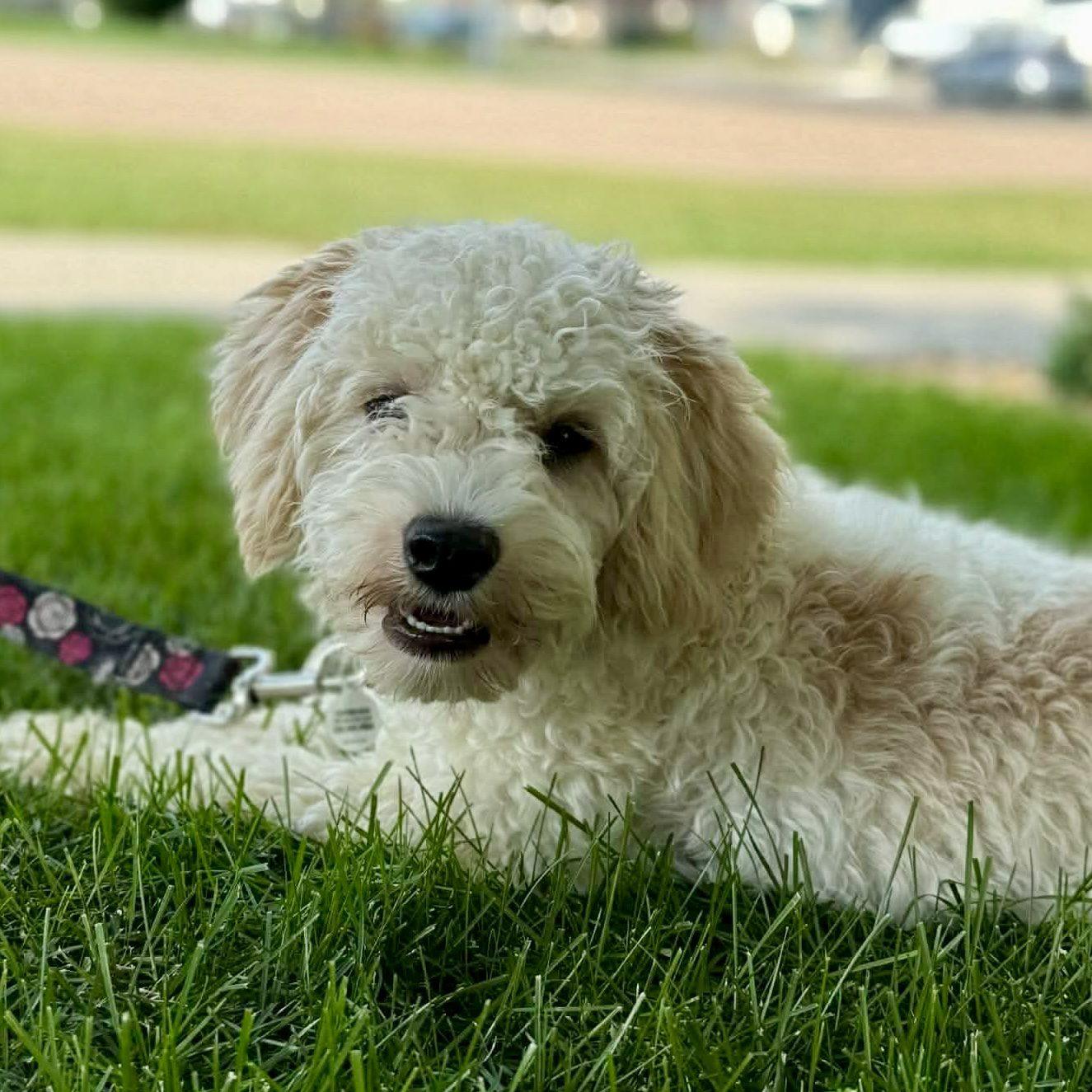 Honey, a ADOPTABLE mixed breed in Mead, CO image 2/4
